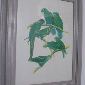 Lush Green Parrots in gray wood frame.